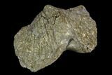 2.25" Pyrite Replaced Brachiopod (Paraspirifer) - Ohio - #130277-1